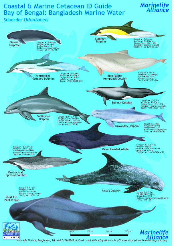 Marine Life Alliance conservation work