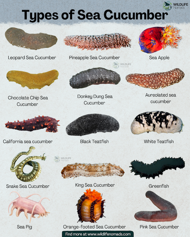 Marine Life Alliance conservation work