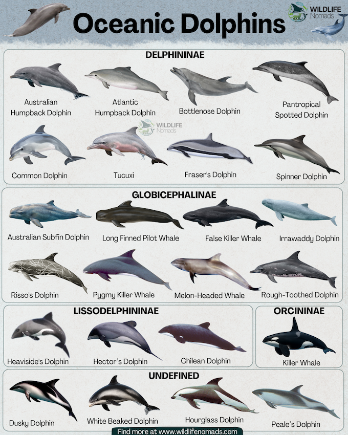 Marine Life Alliance conservation work