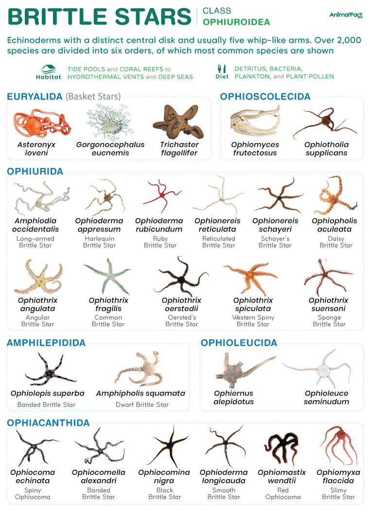 Marine Life Alliance conservation work