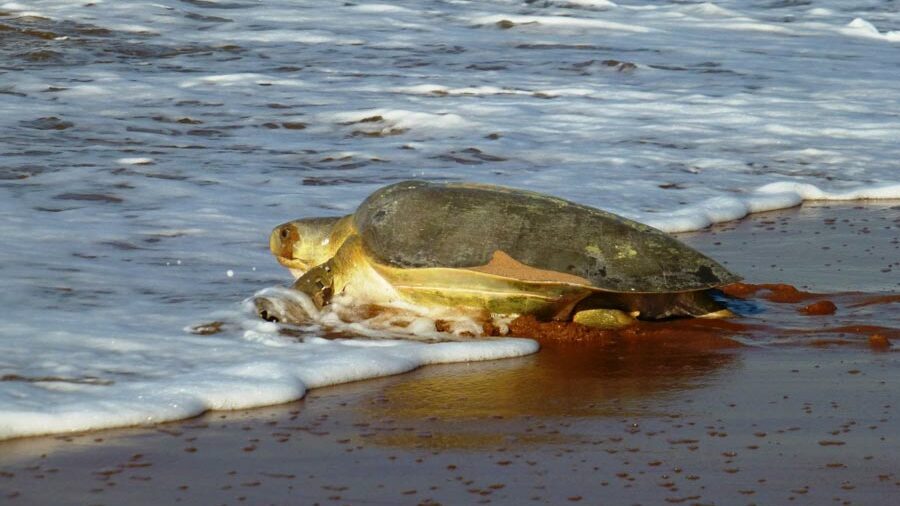 Marine Life Alliance conservation work