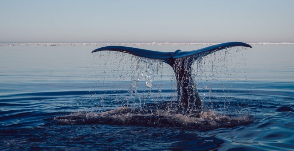 Marine Life Alliance conservation work