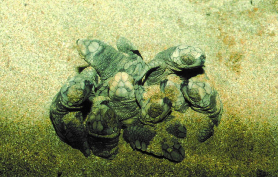 Marine Life Alliance conservation work
