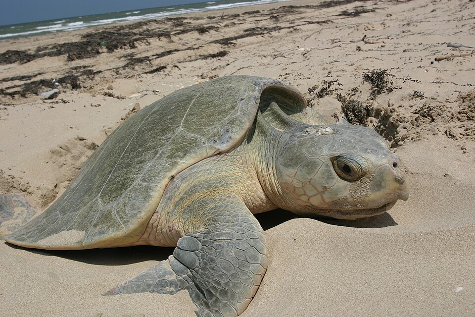 Marine Life Alliance conservation work